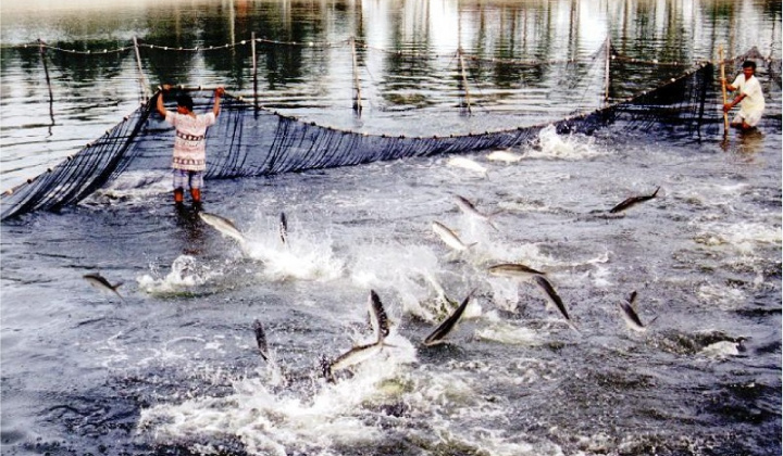 Hỗ trợ xây dựng kết cấu hạ tầng vùng nguyên liệu thủy sản