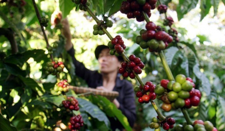 Giá cà phê Arabica tăng vọt 20%, Brazil đối mặt nguy cơ mất mùa cà phê