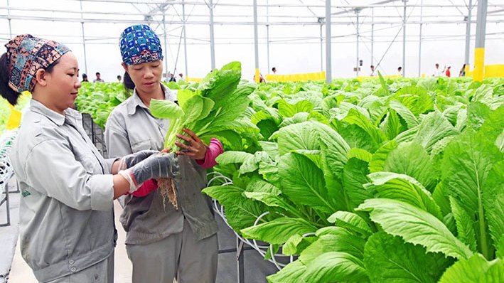 Hỗ trợ chuyển đổi số cho doanh nghiệp, hợp tác xã kinh doanh nông lâm, thủy sản