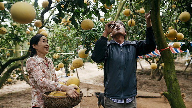 Hỗ trợ, kết nối tiêu thụ bưởi Phúc Trạch trên các sàn thương mại điện tử
