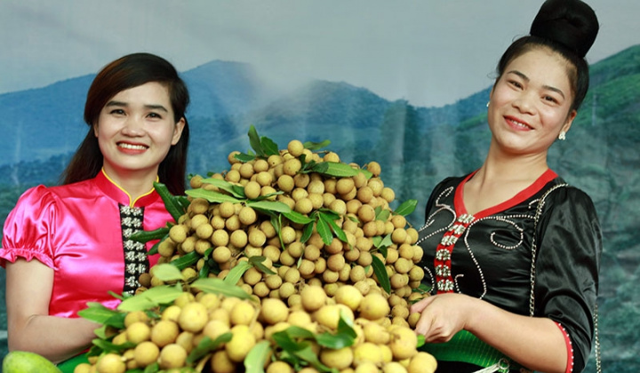 Phân bón Văn Điển đồng hành cùng nông dân Sơn La đón những mùa vụ bội thu