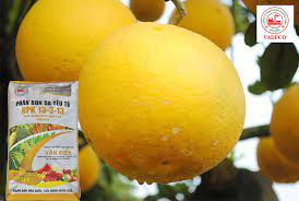 Phân bón NPK Văn Điển: Giúp tăng năng suất vượt trội cho cây có múi tỉnh Hòa Bình