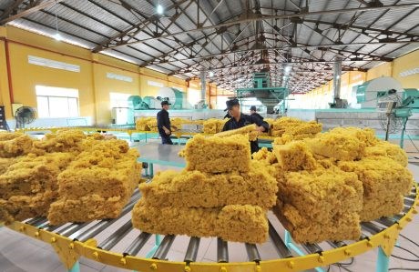 Xuất khẩu cao su thu về gần 1,54 tỷ USD trong 7 tháng đầu năm