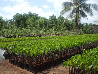 Một số biện pháp kỹ thuật nâng cao hiệu quả kinh tế, giảm giá thành sản xuất giống Điều ghép cao sản hiện nay