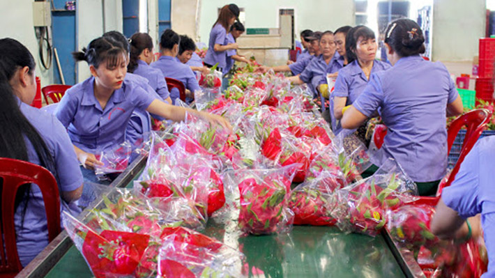 Xuất khẩu thanh long sang Ấn Độ: Thị trường dễ tính nhưng khó giữ