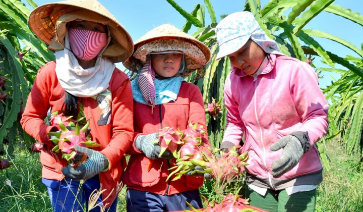 Xuất khẩu thanh long: Đa dạng hóa sản phẩm để giải tỏa sức ép cạnh tranh