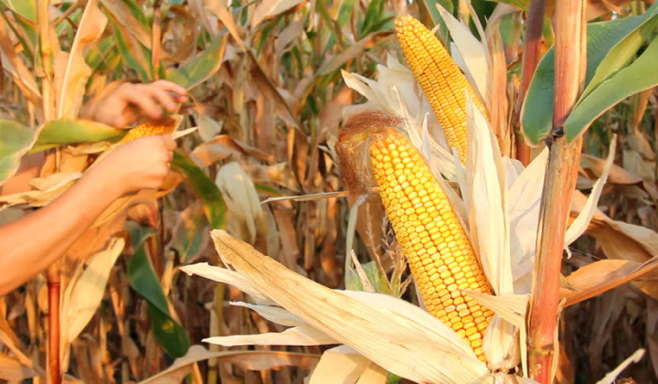 Thị trường nông sản thế giới trầm lắng, nhà đầu tư thận trọng dò xét