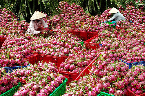 Kết nối tiêu thụ một số mặt hàng nông sản Long An