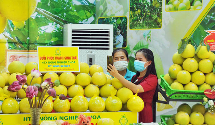 Bưởi Phúc Trạch có bảo hộ từ EU, lần đầu tiên mở bán trên 7 sàn thương mại điện tử