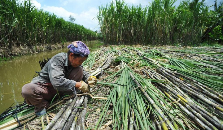 Ngành sản xuất trong nước cáo buộc đường mía Thái Lan lẩn tránh thuế phòng vệ thương mại