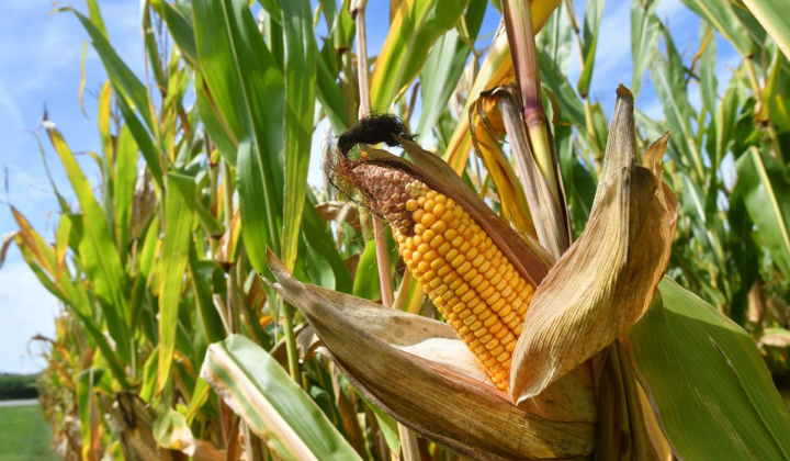 Liệu giá ngô có tiếp tục tăng trong thời gian tới?