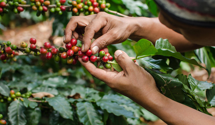 Giá cà phê Robusta chạm mức cao nhất 4 năm trở lại đây