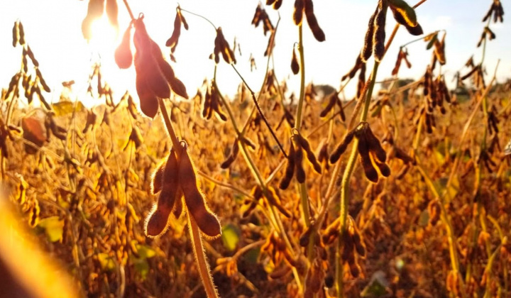 Giá ngô và giá đậu tương có thể tăng đột biến trong thời gian tới?