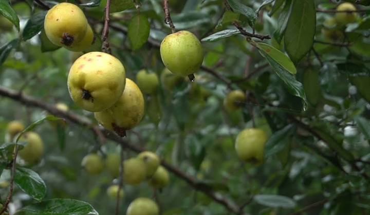 Hỗ trợ bà con thoát nghèo từ đất rừng nghèo kiệt Mù Cang Chải