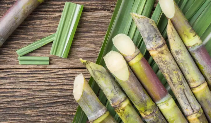 Nghiên cứu sự hài lòng của khách hàng đối với sản phẩm dinh dưỡng cây trồng Tiến Nông chuyên dùng cho cây mía