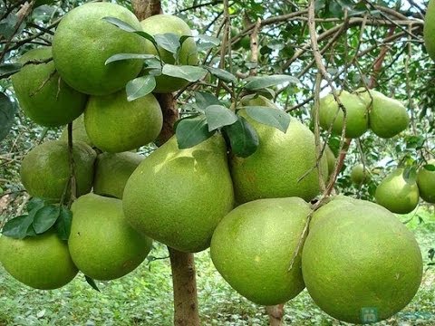 Bà Rịa-Vũng Tàu: Chú trọng nâng cao thương hiệu đặc sản địa phương