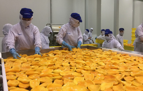 1000 tấn mít được chế biến, tham gia xúc tiến tại Australia