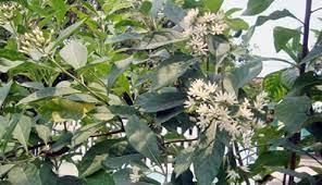 Tối ưu hóa quá trình trích ly flavonoid từ lá đắng (Vernonia amygdalina)