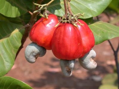 Thu nhận chất xơ từ bã điều bằng phương pháp thủy phân bởi α-amylase và tiền xử lý chần