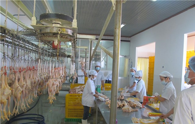 Điều khác biệt an toàn thực phẩm nhìn từ chuỗi sản xuất liên kết