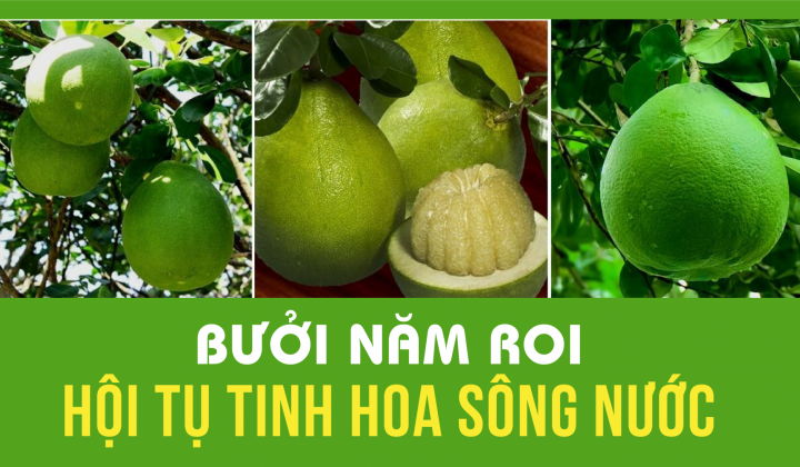 Bưởi Năm Roi: Hội tụ tinh hoa sông nước