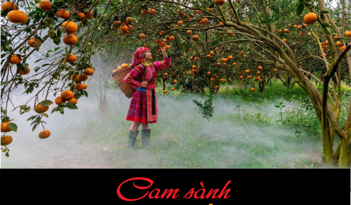 Cam sành - Vàng trong đá của Hà Giang