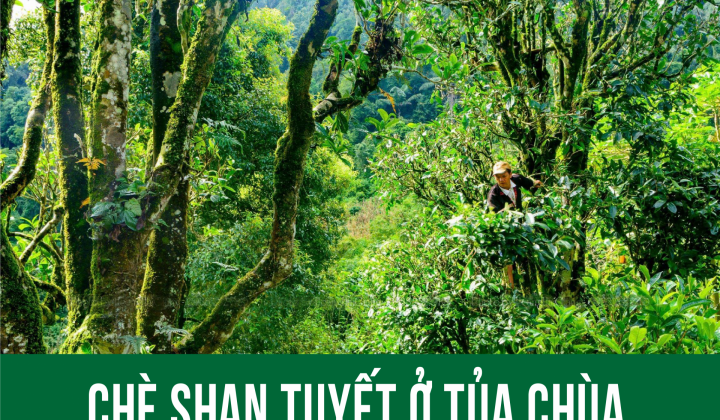 Chè Shan Tuyết ở Tủa Chùa