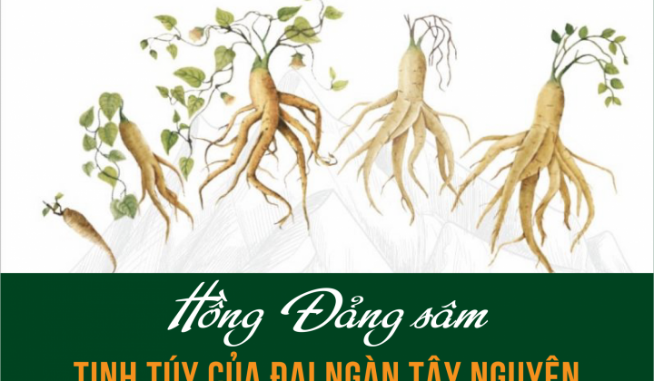 Hồng Đảng sâm: Tinh túy của đại ngàn Tây Nguyên