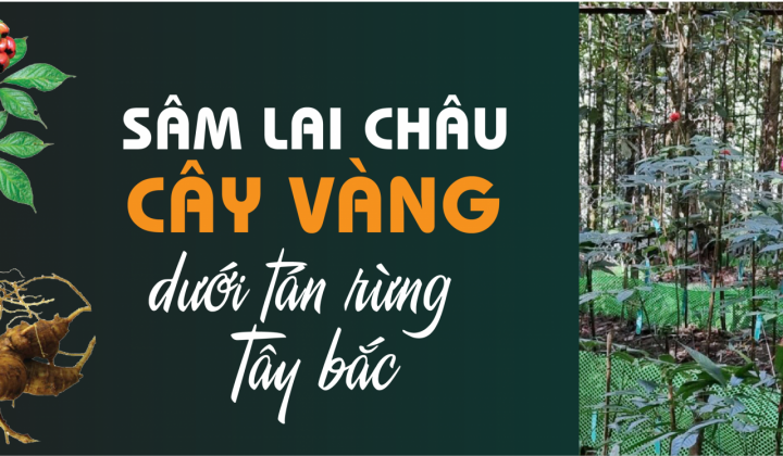 Sâm Lai Châu  - Cây vàng dưới tán rừng Tây bắc