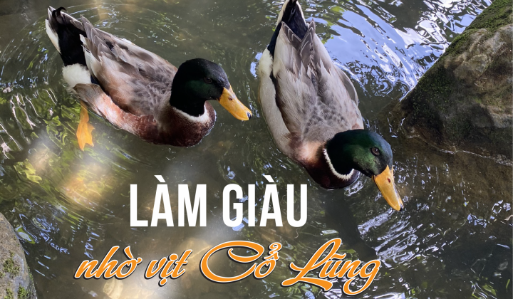 Làm giàu nhờ vịt Cổ Lũng