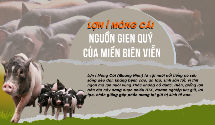Lợn Ỉ Móng Cái: Nguồn gien quý của đất biên viễn