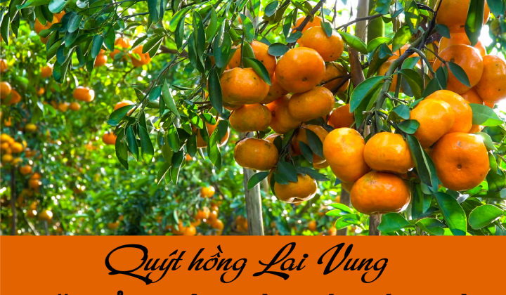 Quýt hồng Lai Vung: Đặc sản miệt vườn xứ Tháp Mười
