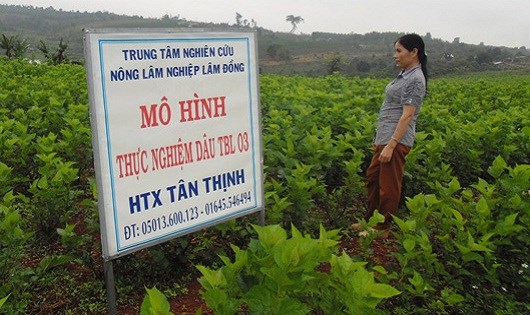 Thực trạng hoạt động sản xuất - kinh doanh của hợp tác xã dịch vụ nông nghiệp trên địa bàn tỉnh Phú Yên