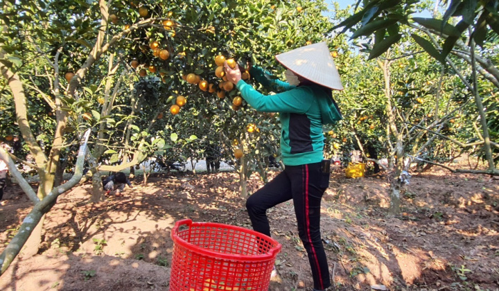 Bắc Giang: Hơn 6 nghìn tấn cam, bưởi tiêu thụ thuận lợi