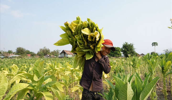 Gia Lai hướng tới xây dựng thương hiệu “Thuốc lá lá Krông Pa”