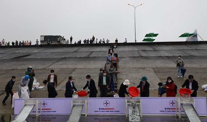 150.000 con cá giống đã được thả xuống lòng hồ Thủy điện Sông Tranh 2