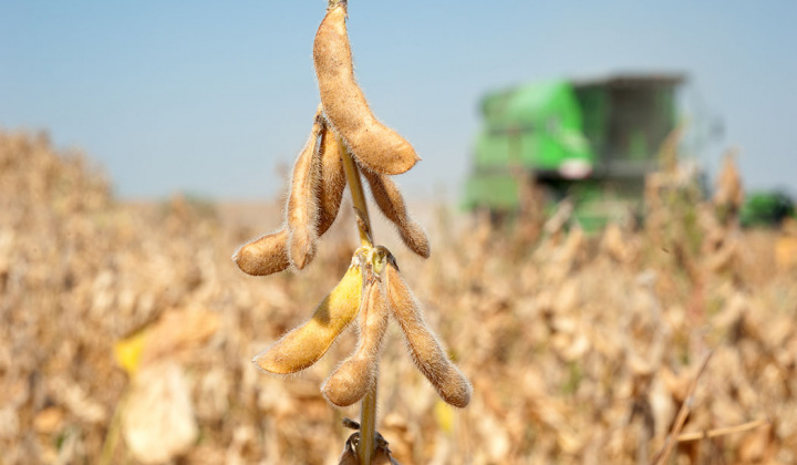 Giá đậu tương hướng đến tháng tăng giá thứ hai liên tiếp, nguồn cung đậu tương toàn cầu suy giảm