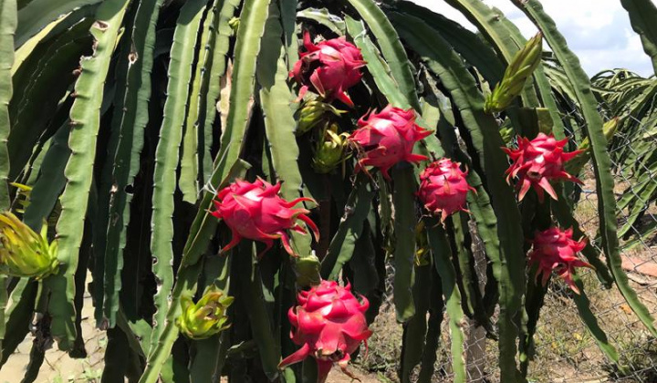 Ấn Độ - Thị trường tiềm năng của thanh long Long An