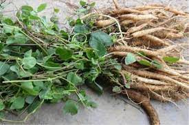 Nghiên cứu đặc tính sinh hóa rễ củ và chiết xuất từ rễ củ Đảng sâm (Codonopsis javanica (Blume) Hook. F. & Thomson) khai thác từ núi Ngọc Linh (Kon Tum)