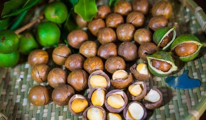 Phát triển Mắc ca thành ngành hàng sản xuất hiệu quả, bền vững