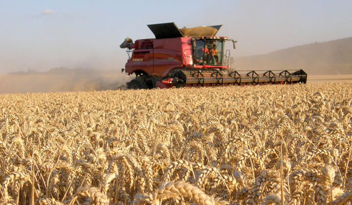 Lo ngại đứt gãy nguồn cung từ Nga và Ukraine đẩy giá lúa mì vượt mức cao lịch sử