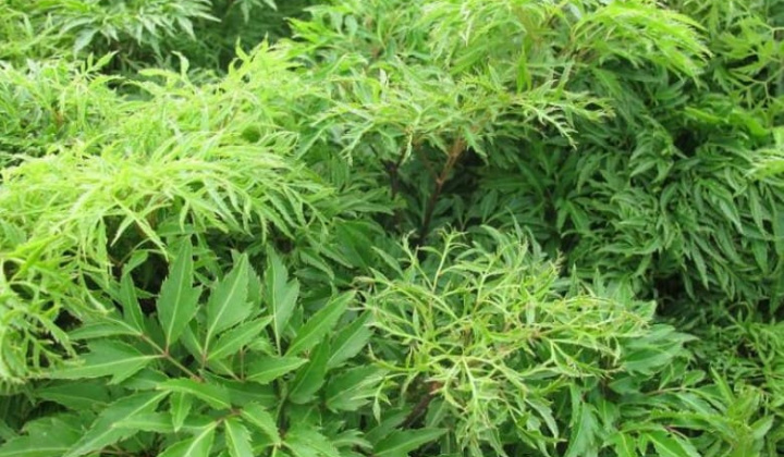 [Doanh nghiệp tự giới thiệu] Trà đinh lăng - Thức uống thanh mát cho bạn giấc ngủ ngon