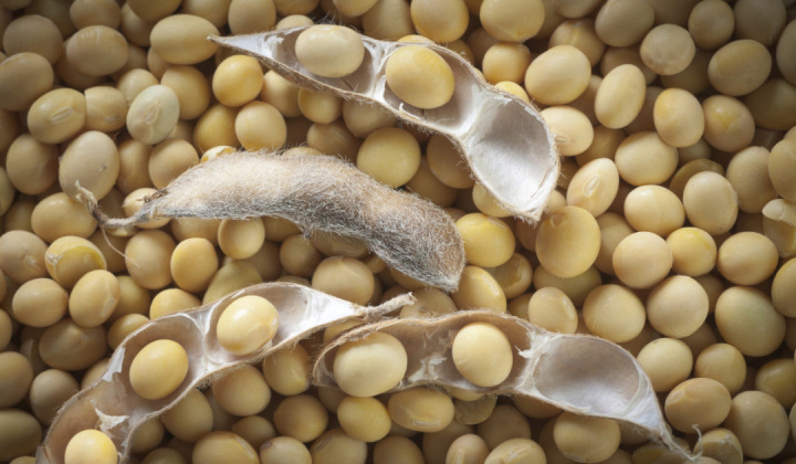 Rủi ro đứt gãy nguồn cung dầu thực vật từ Ukraine đẩy giá dầu đậu nành quốc tế tăng vọt