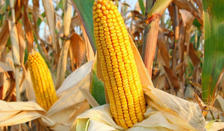 Giá ngũ cốc thế giới tăng mạnh, rủi ro đứt gãy nguồn cung toàn cầu dưới tác động xung đột Nga - Ukraine