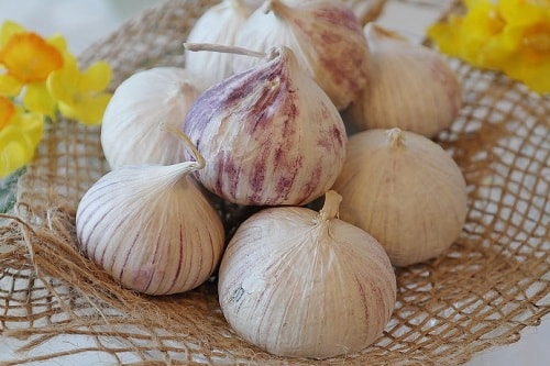 Tối ưu quá trình chưng cất tinh dầu tỏi Lý Sơn nhiều tép (Allium Sativum L.)