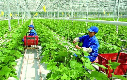 Thúc đẩy ứng dụng công nghệ cao vào phát triển nông nghiệp tỉnh Sóc Trăng hiện nay
