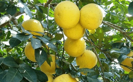 Vùng chuyên canh Hà Tĩnh: Rau xanh luống, quả trĩu cành nhờ phân bón Văn Điển