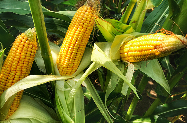 Giá các loại ngũ cốc trên sàn CBOT đồng loạt giảm khi hàng loạt tin tức vĩ mô tiêu cực xuất hiện