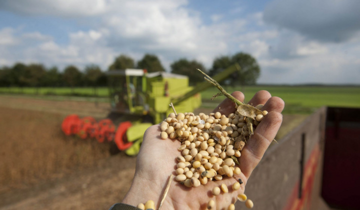 Giá các loại ngũ cốc trên sàn CBOT chịu áp lực giảm sau dự báo mùa vụ của USDA