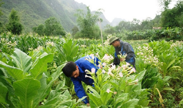 Vinataba: Khẳng định vị thế trong ngành công nghiệp Thuốc lá